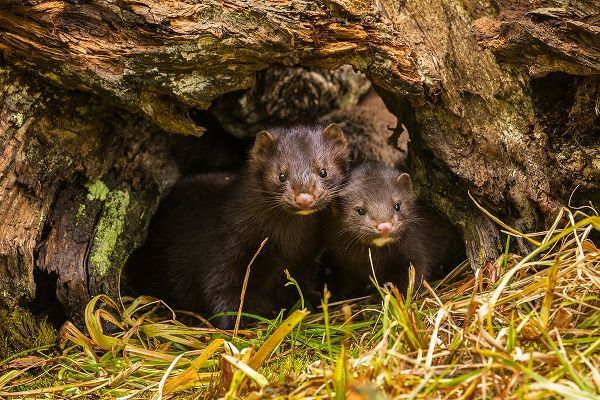 Minnesota-mink in log-captive